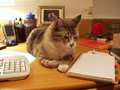 my desk is not my own.jpg